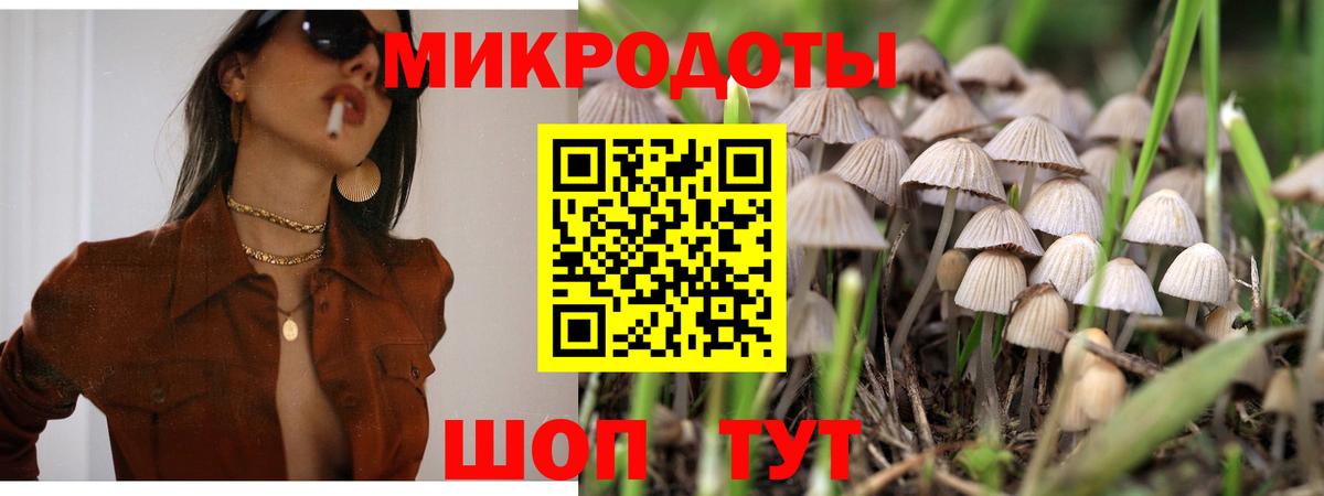Курчалой  Галлюциногенные грибы Psilocybine cubensis  Вход с VPN 